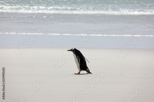 A single Gentoo penguin runs across the beach in The Neck on Saunders Island, Falkland Islands photo