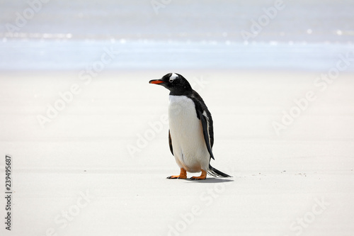 A Gentoo penguin stands on the beach in The Neck on Saunders Island  Falkland Islands