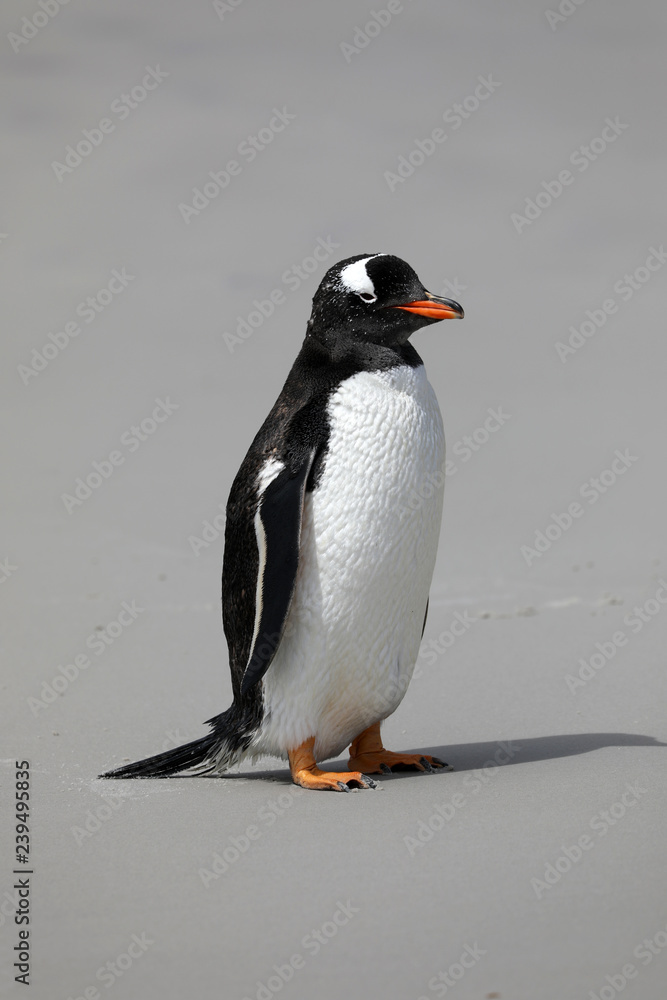 Fototapeta premium A Gentoo penguin stands on the beach in The Neck on Saunders Island, Falkland Islands