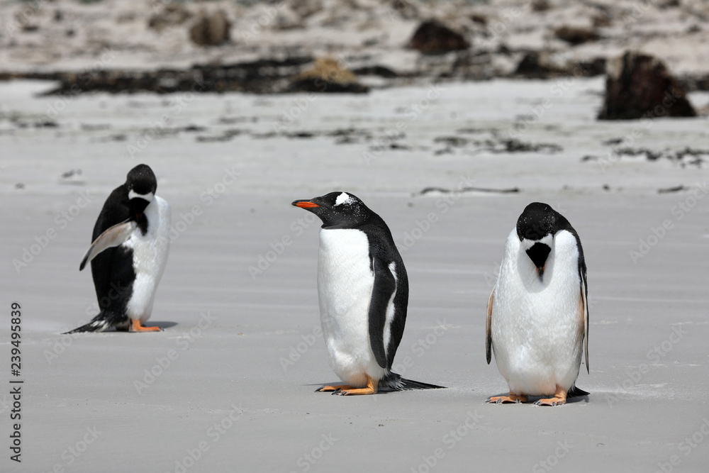 Obraz premium Three Gentoo penguins are standing on the beach in The Neck on Saunders Island, Falkland Islands