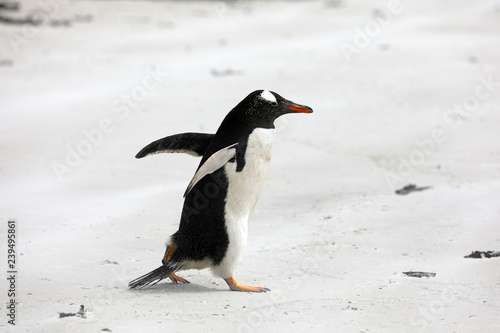 A single Gentoo penguin runs across the beach in The Neck on Saunders Island  Falkland Islands
