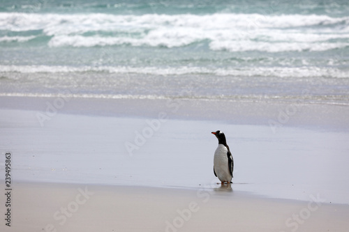 A Gentoo penguin stands on the beach in The Neck on Saunders Island  Falkland Islands