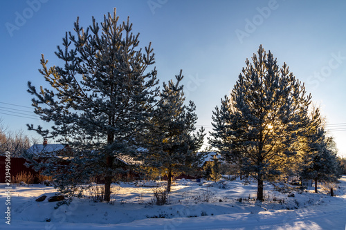 Wallpaper Mural winter landscape with trees and snow Torontodigital.ca