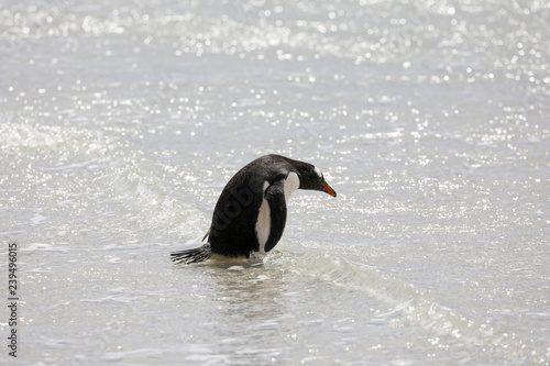 A penguin is standing in the shallow surf on the beach in The Neck on Saunders Island  Falkland Islands