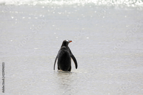 A penguin is standing in the shallow surf on the beach in The Neck on Saunders Island, Falkland Islands photo