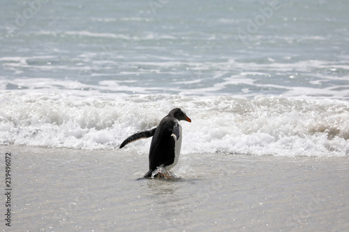 A penguin is standing in the shallow surf on the beach in The Neck on Saunders Island  Falkland Islands