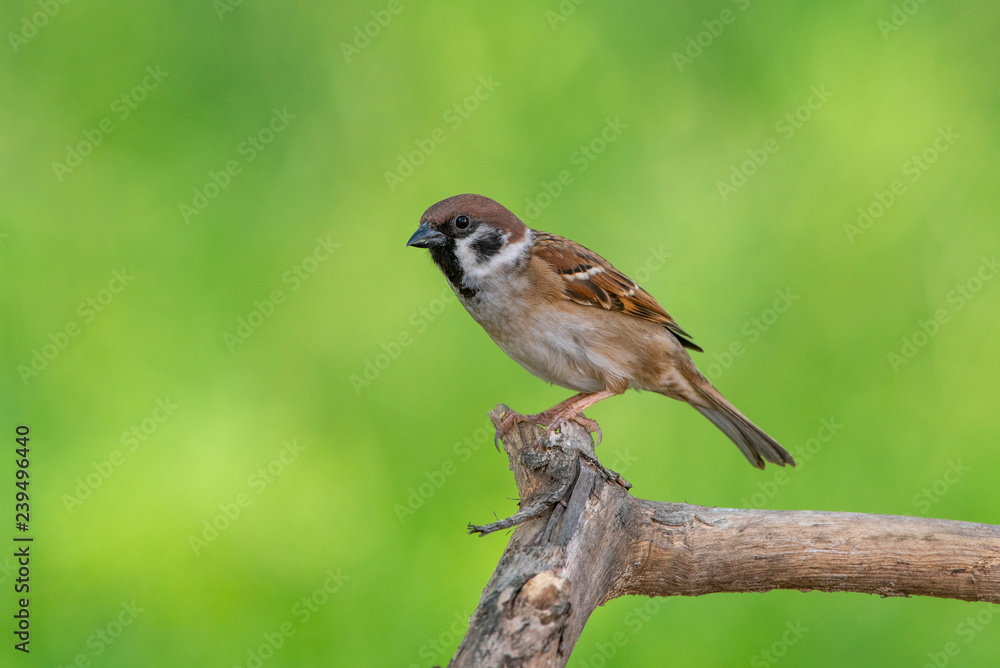 House sparrow on green background, Beautiful bird House sparrow on green background, Beautiful bird