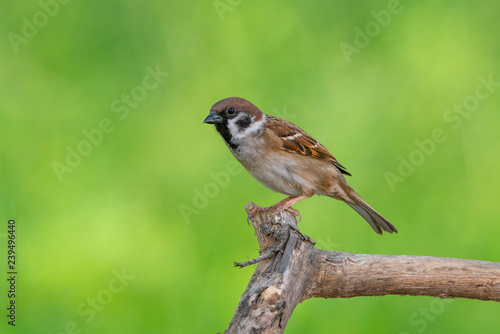 House sparrow on green background, Beautiful bird
