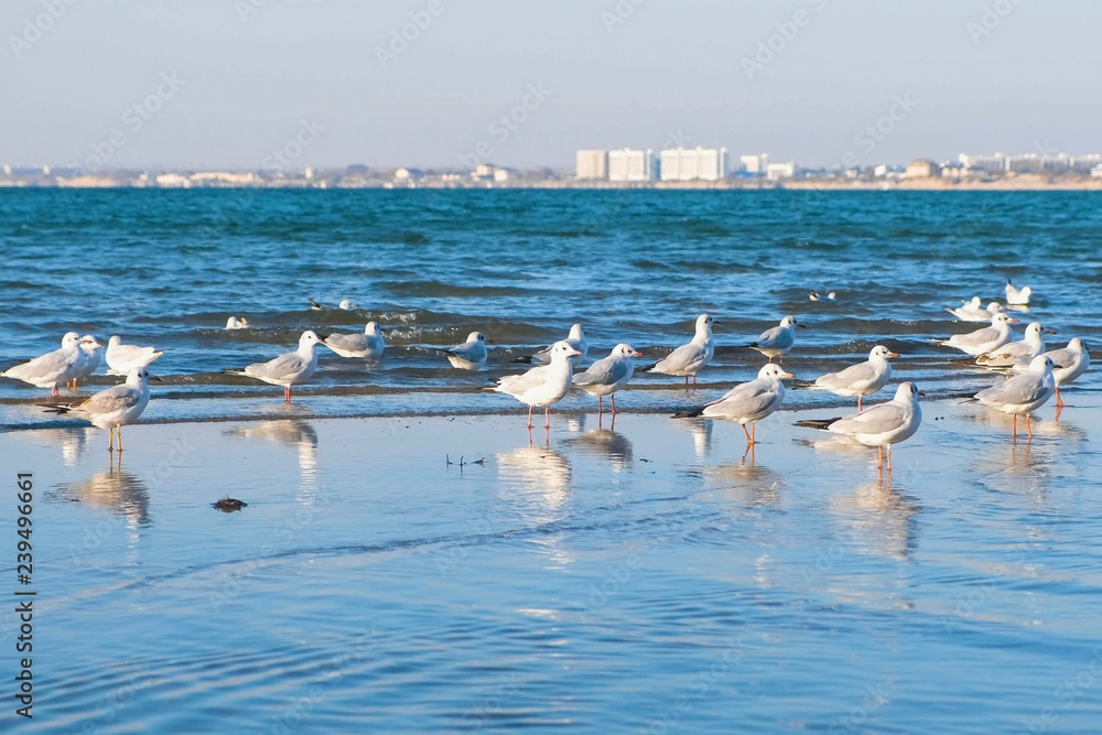 Seagulls on the sand beach in the waves. Coastal town in the distance.