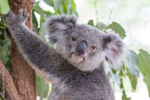 Fototapeta Naklejka Na Ścianę i Meble -  koala portrait looking into camera