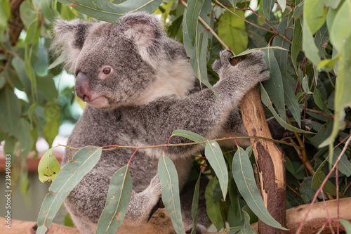 Fototapeta Naklejka Na Ścianę i Meble -  koala sitting on a tree