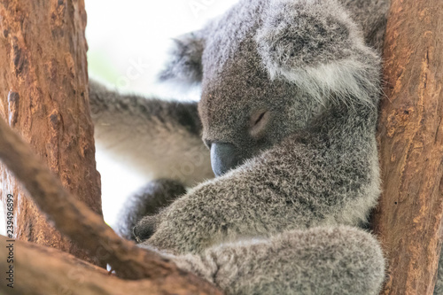 Photography cute koale sleeping on a tree