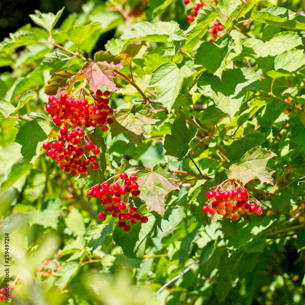 Fototapeta premium Red berries of a fruiting Guelder Rose (Viburnum opulus), West Sussex, England, UK.