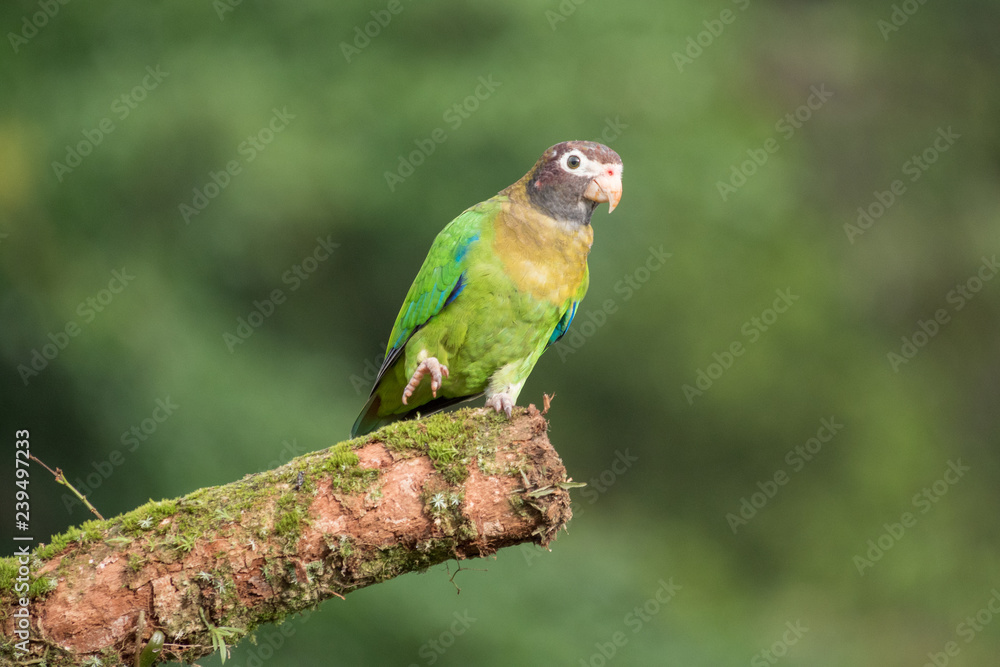 brown hooded parrot on a branch