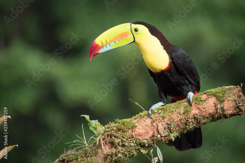 Toucan Ramphastos sulfuratus sitting on a branch