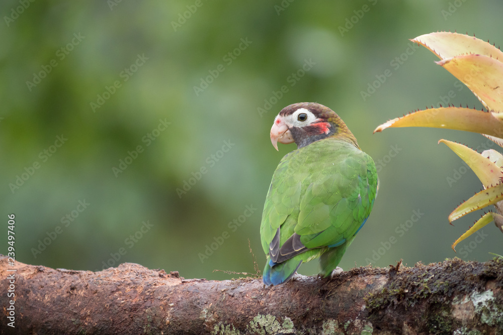 brown hooded parrot turns around