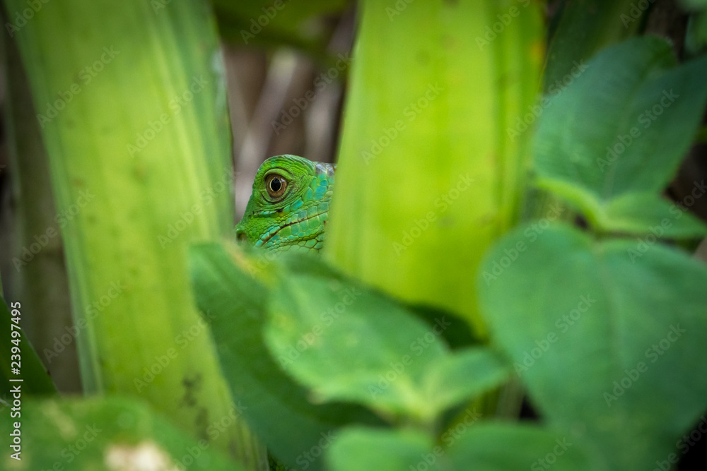 jesus christ lizard hiding behind the leaves Stock Photo Adobe Stock