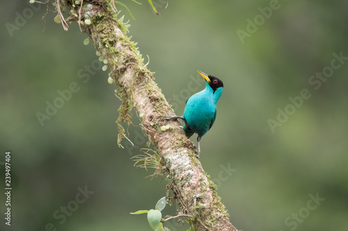 green honeycreeper sitting on a branch