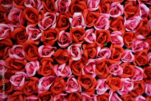 a multitude of roses.