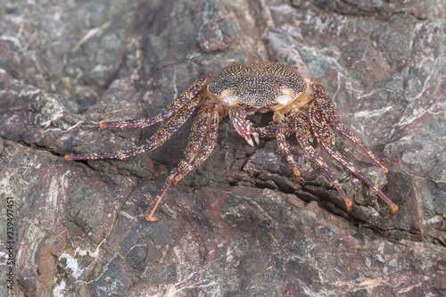 Crab well camouflaged on a stone