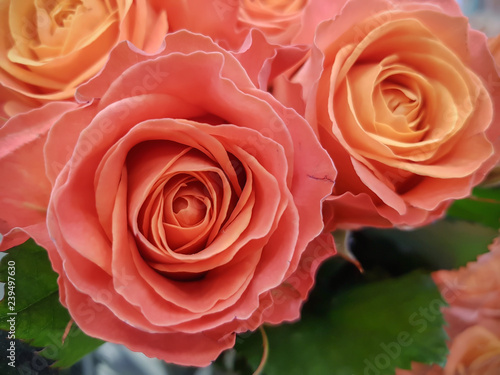 Bouquets of roses  close-up