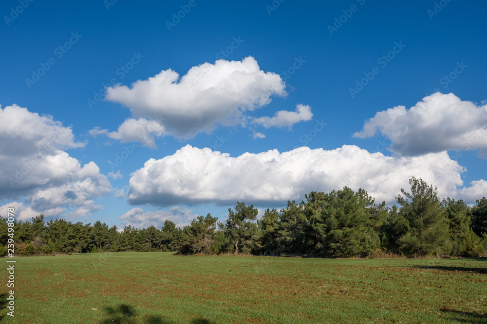 Grass Field by the Forest Under Cumulus Clouds