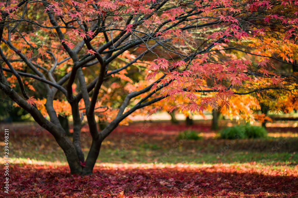 Japanese Maple (Acer palmatum) in Autumn colours, United Kingdom