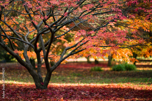 Japanese Maple (Acer palmatum) in Autumn colours, United Kingdom