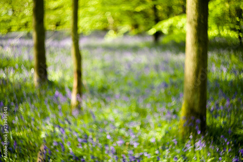 Abstract Bluebell Forest (Hyacinthoides non-scripta), United Kingdom