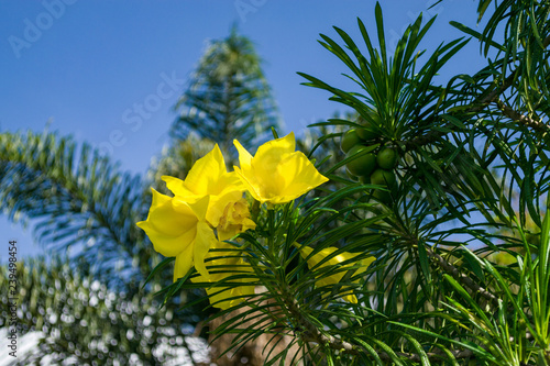 Bright yellow flowers and green fruit of the Cascabela thevetia or Thevetia peruviana tree  Kenya  East Africa