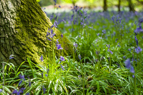 Bluebell flowers (Hyacinthoides non-scripta) growing in shaded forest in Spring, United Kingdom