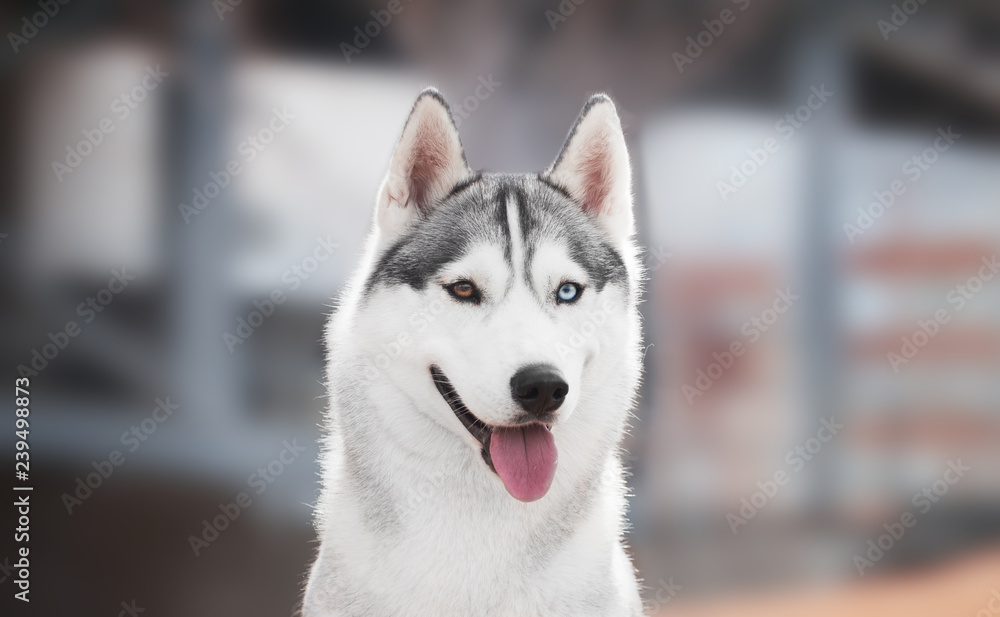 Siberian husky portrait