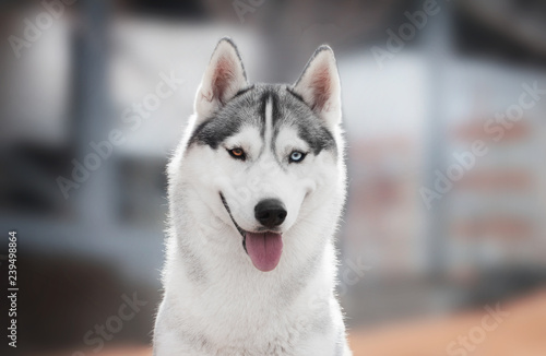 Siberian husky portrait