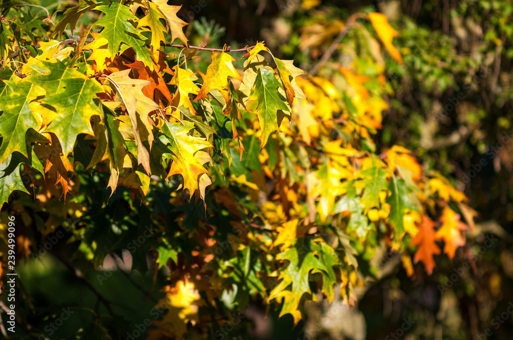 Tree leaves in Autumn colours on a sunny day, United Kingdom Tree leaves in Autumn colours on a sunny day, United Kingdom