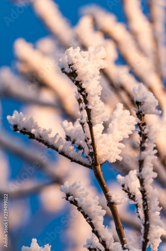 Hoar frost on tree branch on a sunny and cold Winter day, United Kingdom