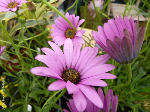 Pink daisies