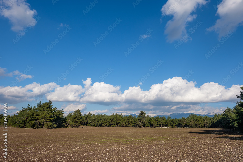 Puffy Clouds over the Forest and the Fields