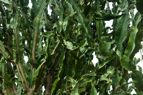 Candelabra tree (Euphorbia candelabrum) branches, Nairobi, Kenya