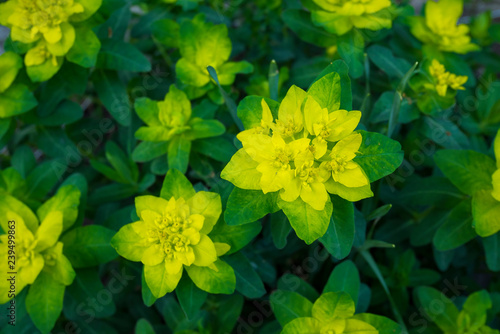 Euphorbia  a beautiful yellow flower