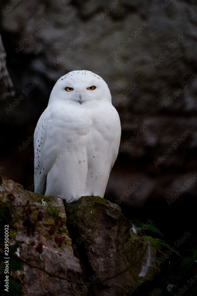 white polar owl sitting on a dark background, a sharp contrast. The owl sits on a stone with greens and berries white polar owl sitting on a dark background, a sharp contrast. The owl sits on a stone with greens and berries