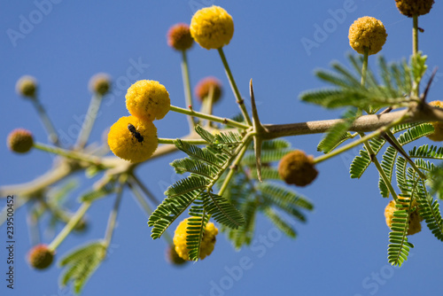 Acacia nilotica, Vachellia nilotica or gum arabic tree detail of leaves and yellow round flowers, Kenya, East Africa