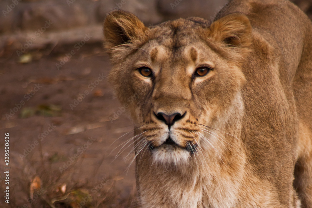 look of a predator is a lioness with clear eyes.