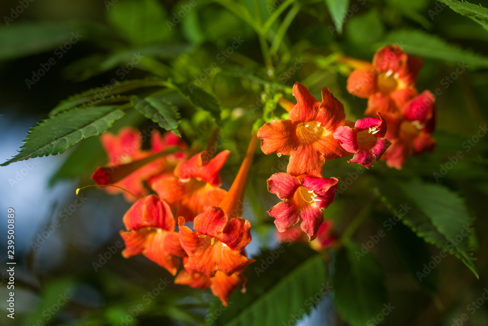 Orange trumpet creeper or trumpet vine (Campsis radicans, Bignonia radicans, Tecoma radicans) showing flowers and leaves, Kenya, East Africa Orange trumpet creeper or trumpet vine (Campsis radicans, Bignonia radicans, Tecoma radicans) showing flowers and leaves, Kenya, East Africa