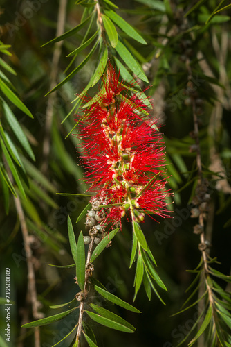 Callistemon viminalis or weeping bottlebrush tree showing red inflorescences and leaves  Kenya  East Africa