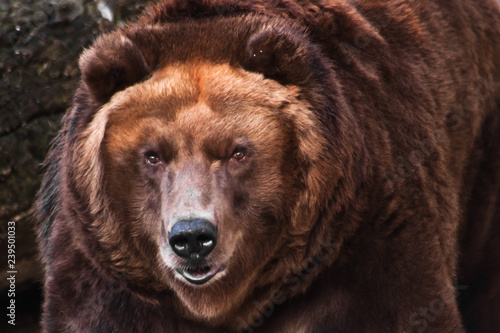  big head of a huge brown bear