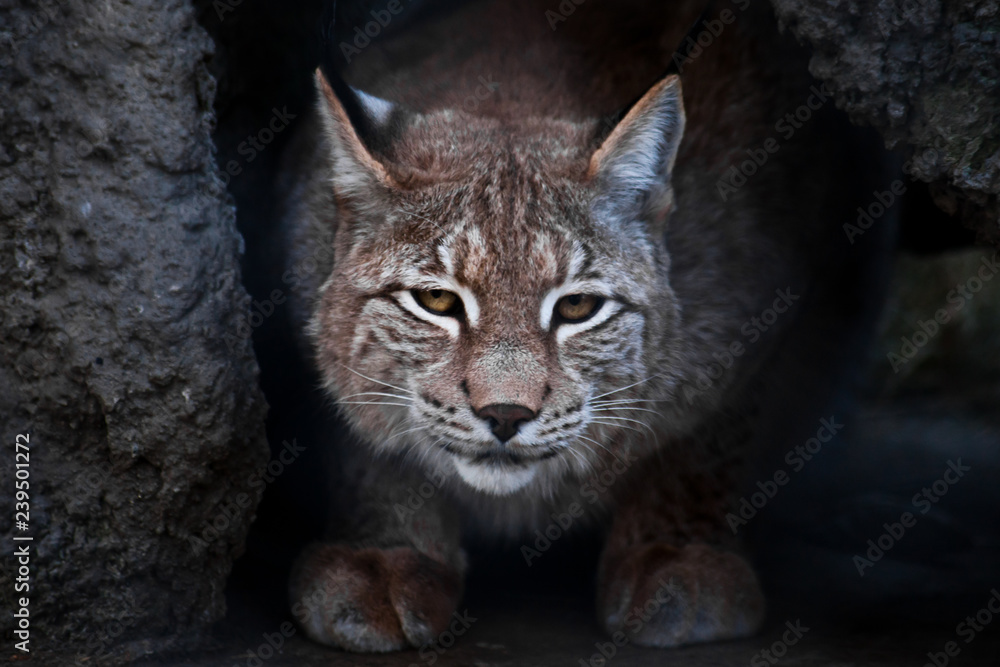 Lynx is a big wild cat ironically looking, dark background Lynx is a big wild cat ironically looking, dark background