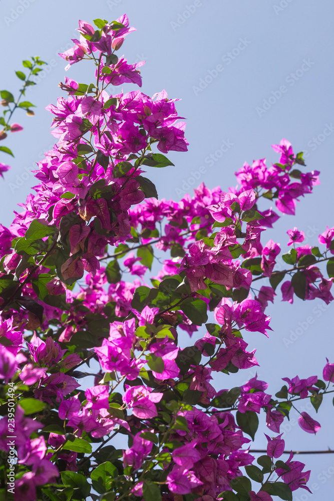 Pink Bougainvillea spectabilis plant showing flowers and leaves, Kenya, East Africa
