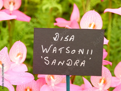 Disa Watsonii Sandra sign photo