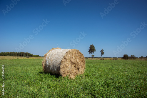 Round hay bale lying on a green meadow