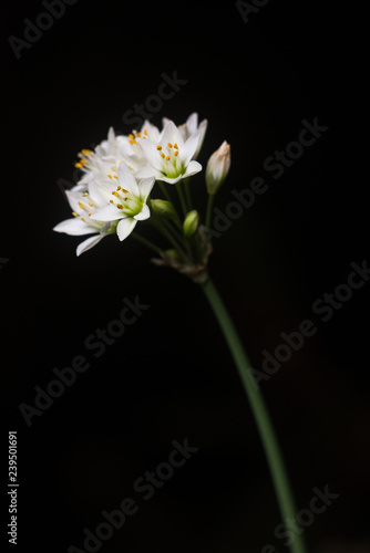 Fototapeta Naklejka Na Ścianę i Meble -  Nothoscordum borbonicum or honeybells flowers in bloom against a dark background